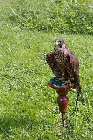 simsearch:400-04947814,k - tame trained falcon sitting on a perch Stock Photo - Budget Royalty-Free & Subscription, Code: 400-06064103