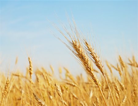 dry crop field - Rye ears in the field Stock Photo - Budget Royalty-Free & Subscription, Code: 400-06064192