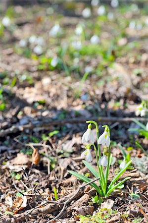 snowdrop blooming Stock Photo - Budget Royalty-Free & Subscription, Code: 400-06064242