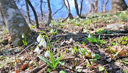 simsearch:400-07169438,k - snowdrop blooming Stock Photo - Budget Royalty-Free & Subscription, Code: 400-06064243
