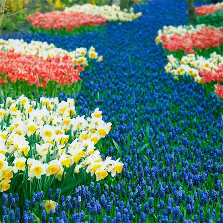 Keukenhof Gardens, Lisse, Netherlands Fotografie stock - Microstock e Abbonamento, Codice: 400-06064308