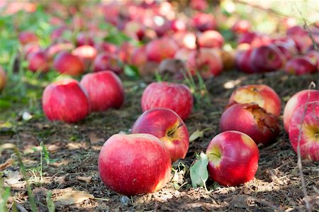 decaying fruit photography - Apples covering the ground at an apple orchard in Kentucky Stock Photo - Budget Royalty-Free & Subscription, Code: 400-06064461