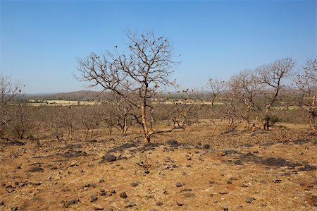 scrub country - a dry arid indian landscape with trees and hills in sasan gir national park gujarat india Stock Photo - Budget Royalty-Free & Subscription, Code: 400-06064521