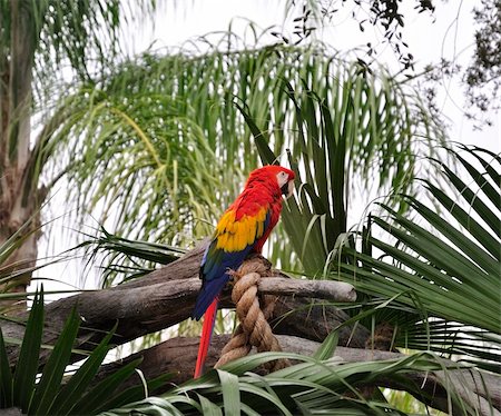 Colorful Parrot In A Tropical Garden Foto de stock - Super Valor sin royalties y Suscripción, Código: 400-06064884