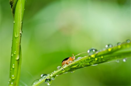 simsearch:400-06427911,k - orange beetle in green nature or the garden Stock Photo - Budget Royalty-Free & Subscription, Code: 400-06064973