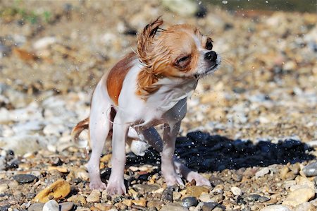 portrait of a wet purebred  puppy chihuahua in the nature Stock Photo - Budget Royalty-Free & Subscription, Code: 400-06065182