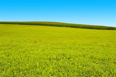 Plantation of Fodder Corn in Southern Bavaria, Germany Photographie de stock - Aubaine LD & Abonnement, Code: 400-06065250