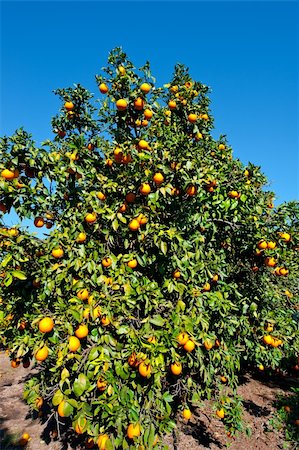 simsearch:841-05846117,k - Oranges on the Tree ready for Harvests Stockbilder - Microstock & Abonnement, Bildnummer: 400-06065251