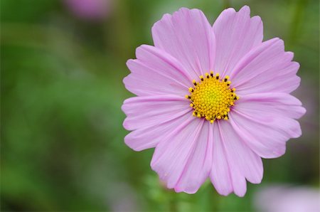 Close-up of a single pink cosmos flower, Cosmos bipinnatus Photographie de stock - Aubaine LD & Abonnement, Code: 400-06065335