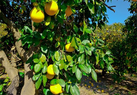 simsearch:841-05846117,k - Oranges on the Tree ready for Harvests Stockbilder - Microstock & Abonnement, Bildnummer: 400-06065367