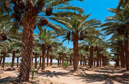 Plantation of Date Palms in the Jordan Valley, Israel Photographie de stock - Aubaine LD & Abonnement, Code: 400-06065376