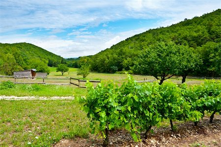 Young Vineyard in Southern France Stock Photo - Budget Royalty-Free & Subscription, Code: 400-06065423