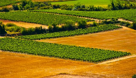 Vineyard in Southern France, Region Rhone-Alpes Stock Photo - Budget Royalty-Free & Subscription, Code: 400-06065446