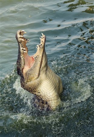 Crocodile jumping out of the water Photographie de stock - Aubaine LD & Abonnement, Code: 400-06065481