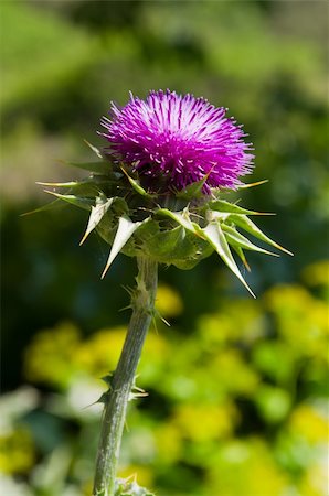thistle on a green background Stock Photo - Budget Royalty-Free & Subscription, Code: 400-06065538