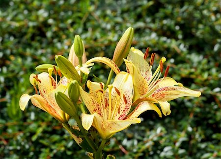 simsearch:400-04904211,k - yellow lily in bloom with shallow focus Fotografie stock - Microstock e Abbonamento, Codice: 400-06065693
