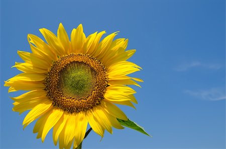 simsearch:400-04708860,k - sunflower with sky over it Photographie de stock - Aubaine LD & Abonnement, Code: 400-06065719