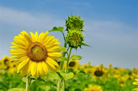 simsearch:400-07036242,k - sunflowers with cloudy sky Photographie de stock - Aubaine LD & Abonnement, Code: 400-06065720