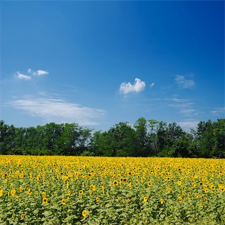 simsearch:400-04708860,k - field with sunflowers under blue sky over it Photographie de stock - Aubaine LD & Abonnement, Code: 400-06065721