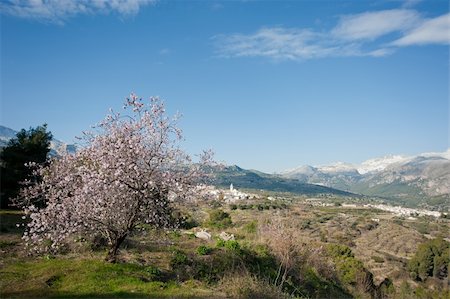 simsearch:400-06083036,k - Almond tree overlooking snowed Guadalest valley Stock Photo - Budget Royalty-Free & Subscription, Code: 400-06065880