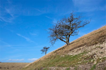 scrub country - late winter landscape with hawthorn trees growing on dry chalky hillsides under a blue sky Stock Photo - Budget Royalty-Free & Subscription, Code: 400-06066028