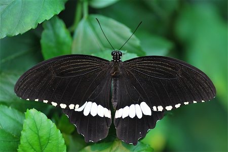 simsearch:400-07826173,k - beautiful large black and white butterfly in large view Stockbilder - Microstock & Abonnement, Bildnummer: 400-06066040