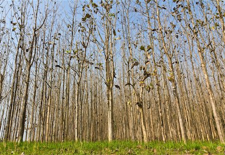 Teak trees at agricultural forest in summer Stock Photo - Budget Royalty-Free & Subscription, Code: 400-06066165