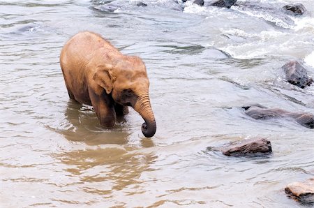 simsearch:400-06062920,k - A young elephant goes back to the herd by the river Foto de stock - Super Valor sin royalties y Suscripción, Código: 400-06066371