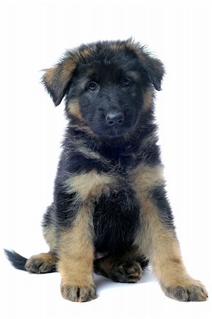 simsearch:400-07299217,k - portrait of a  puppy purebred german shepherd in front of white background Photographie de stock - Aubaine LD & Abonnement, Code: 400-06066478