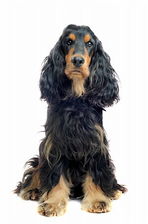 simsearch:400-06067706,k - portrait of a  purebred english cocker black and tan in a studio Foto de stock - Super Valor sin royalties y Suscripción, Código: 400-06066471