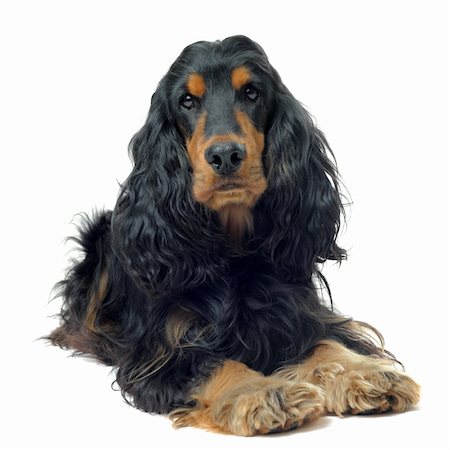 simsearch:400-06067706,k - portrait of a  purebred english cocker in a studio Foto de stock - Super Valor sin royalties y Suscripción, Código: 400-06066472