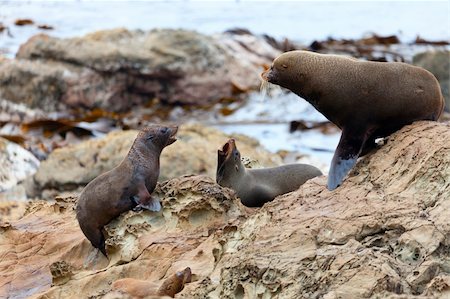 simsearch:400-06094384,k - Hooker's Seal Lions on a rock on the New Zealand coast. Fotografie stock - Microstock e Abbonamento, Codice: 400-06066514