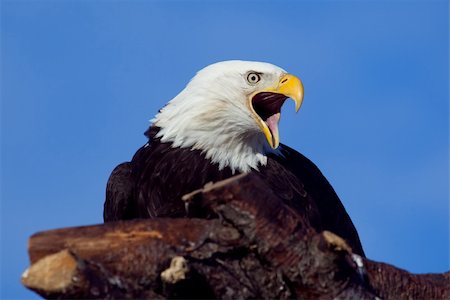 A photo of an American Bald Eagle resting on a perch. Foto de stock - Royalty-Free Super Valor e Assinatura, Número: 400-06067358
