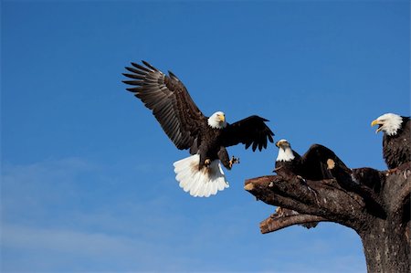 Photo of an American Bald Eagle Landing on a perch Fotografie stock - Microstock e Abbonamento, Codice: 400-06067359