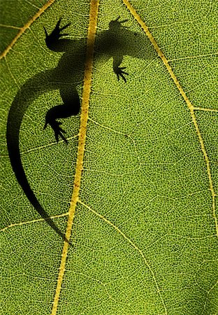 Silhouette of a lizard on top of a leaf back lit by sunlight Photographie de stock - Aubaine LD & Abonnement, Code: 400-06067503