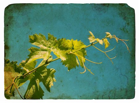 simsearch:400-05347888,k - Young grape leaves. Old postcard, design in grunge and retro style Foto de stock - Super Valor sin royalties y Suscripción, Código: 400-06067539