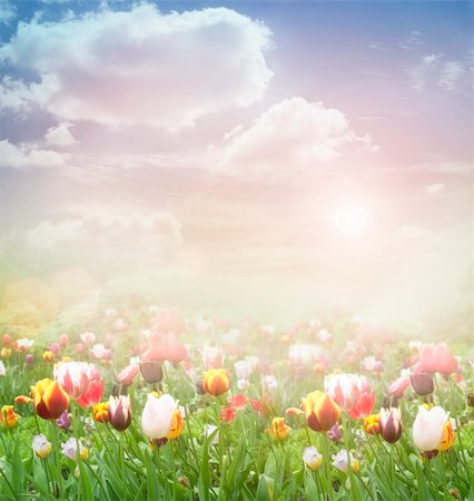 simsearch:400-05891971,k - Tulip field. Easter spring background with tulips in a beautiful meadow and cloudscape Stock Photo - Budget Royalty-Free & Subscription, Code: 400-06067554