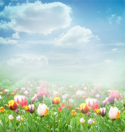 simsearch:400-05891971,k - Tulip field. Easter spring background with tulips in a beautiful meadow and cloudscape Stock Photo - Budget Royalty-Free & Subscription, Code: 400-06067553