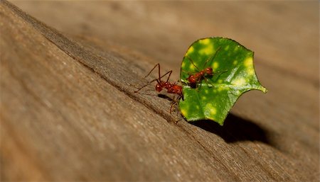 A leaf cutter ant in a dutch zoo Stock Photo - Budget Royalty-Free & Subscription, Code: 400-06067642