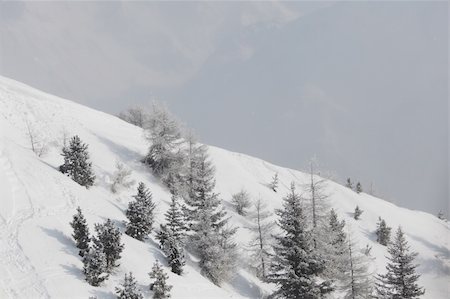 forest in snow on alpen top Photographie de stock - Aubaine LD & Abonnement, Code: 400-06067656