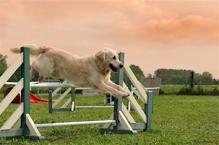 simsearch:400-05887877,k - purebred golden retriever jumping in a training of agility Photographie de stock - Aubaine LD & Abonnement, Code: 400-06067687