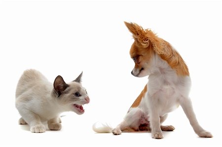 siamese - young aggressive siamese cat and chihuahua in front of white background Photographie de stock - Aubaine LD & Abonnement, Code: 400-06067698