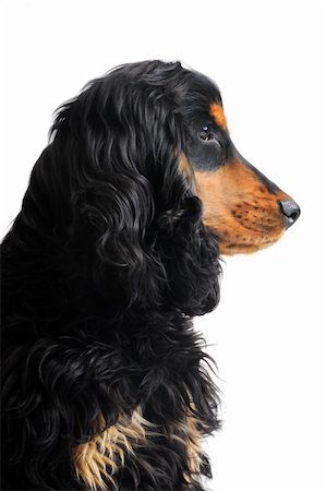 simsearch:400-05888313,k - portrait of a  purebred puppy english cocker in a studio Photographie de stock - Aubaine LD & Abonnement, Code: 400-06067690