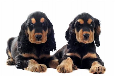 simsearch:400-06067706,k - portrait of two  purebred puppies english cocker in a studio Foto de stock - Super Valor sin royalties y Suscripción, Código: 400-06067706