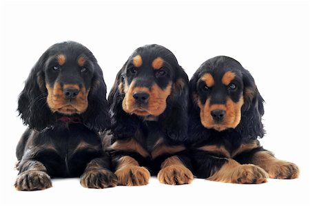 simsearch:400-05888313,k - Portrait d'un cocker anglais pure race chiots dans un studio Photographie de stock - Aubaine LD & Abonnement, Code: 400-06067707