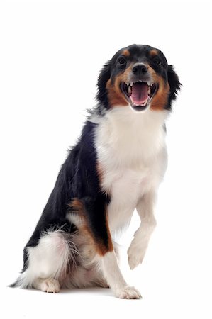 portrait of smiling dog in front of white background Stock Photo - Budget Royalty-Free & Subscription, Code: 400-06067701