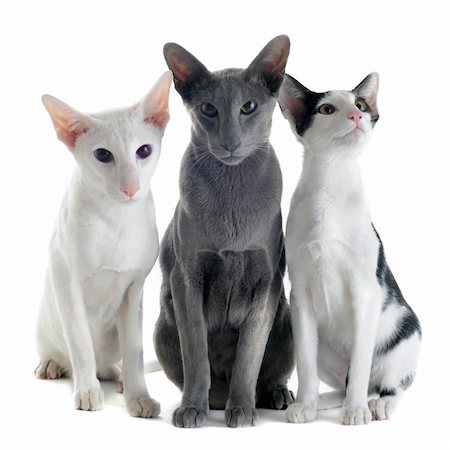 portrait of three oriental cats in front of white background Photographie de stock - Aubaine LD & Abonnement, Code: 400-06067710