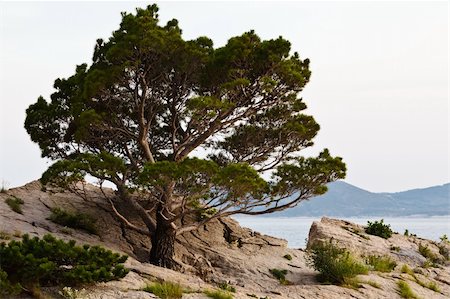 simsearch:400-04920010,k - Pine Tree on the Rocky Beach in Brela, Croatia Fotografie stock - Microstock e Abbonamento, Codice: 400-06067908