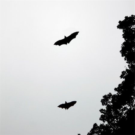 Fruit bats flying out in the evening for food Stock Photo - Budget Royalty-Free & Subscription, Code: 400-06067982