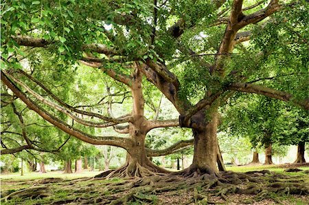 Benjamin Ficus tree with long branches entwined Stock Photo - Budget Royalty-Free & Subscription, Code: 400-06067983